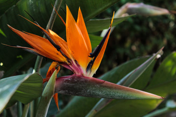 Orange flower with bird shape. 