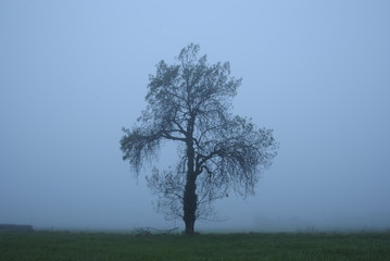 árbol día niebla