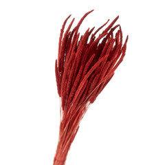 Dried red flower Fleum isolated on white background