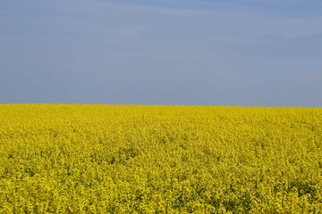 Obraz premium Entweder oder - Rapsfeld