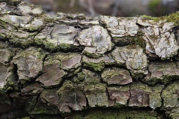 tree bark, tree bark texture