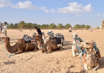 camels in the desert