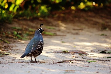 Great Shot of a California Quail in New Zealand