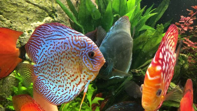 Das soziale Verhalten von Diskusfischen im Aquarium.