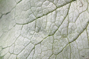 macro photo of a light texture sheet with green veins