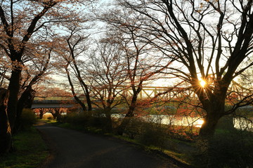 展勝地　夕焼けの桜並木