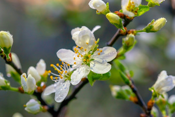 the flowers on the trees,blossoming garden,the flowers bloom on the branches,cherry blossom,white cherry blossom