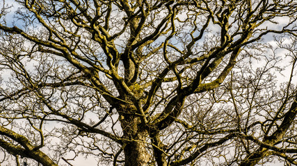 Tree close up