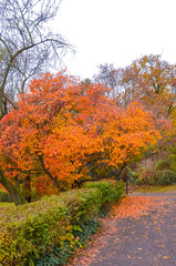 Naklejka premium Fall trees in the foreground along the path in the city park on the Gellert Hill in Budapest, Hungary. Autumn tree branches and foliage. Fall trees in orange and red colors. Vertical photo.