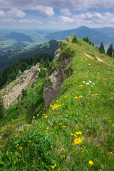 Flowers and summer meadow at a cliff in the mountain of Nagelfluhkette, Allgäu Oberstaufen Germany..