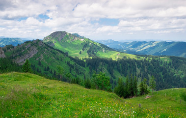 Flowers and summer meadow in the mountain of Nagelfluhkette, cliuds in the sky, Allgäu Oberstaufen Germany.