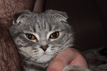 The cat is sitting on his hands. Lop-eared tabby cat in the hands.