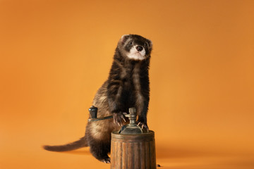 Ferret on an orange background with a mill for coffee beans