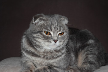 An ash-colored tabby cat. Portrait of a cat with orange eyes. Cat-beauty. Lop-eared blue cat. Portrait of a pet.
