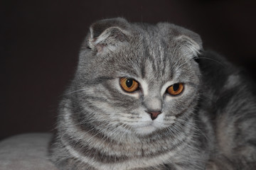 An ash-colored tabby cat. Portrait of a cat with orange eyes. Cat-beauty. Lop-eared blue cat. Portrait of a pet.