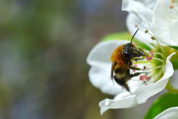the bee collects honey from the flower, flying bee