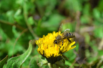 the bee collects honey from the flower, flying bee