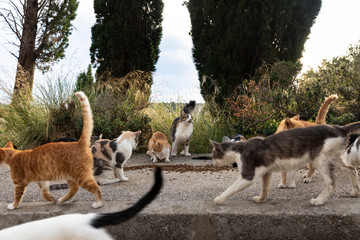 A group of hungry multicoloured homeless stray cats sitting on the sidewalk and waiting to be fed...