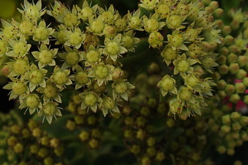 macro image of green inflorescence with small buds on a dark green background