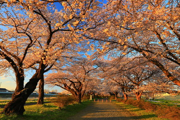 Fototapeta premium 展勝地 夕焼けの桜並木