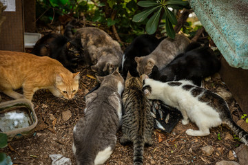 Group of hungry multicoloured homeless stray cats eating food given by volunteers in downtown Dubrovnik who also made houses of cardboard for them. Surrounded by greenery