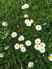lots of daisies in the grass