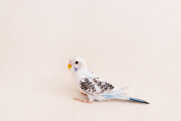 White budgie on white background