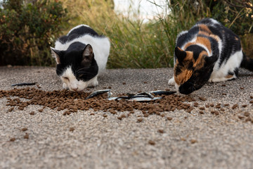 Two of hungry multicoloured homeless stray cats eating food given by volunteers in downtown...