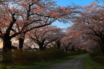 展勝地　夕焼けの桜並木