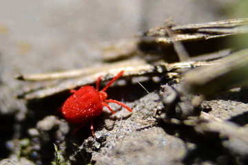 a red tick crawls on the ground
