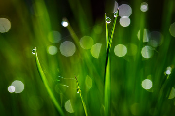 Obraz premium Drop of morning dew on a blurred background