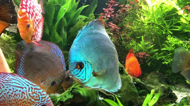 Das soziale Verhalten von Diskusfischen im Aquarium.