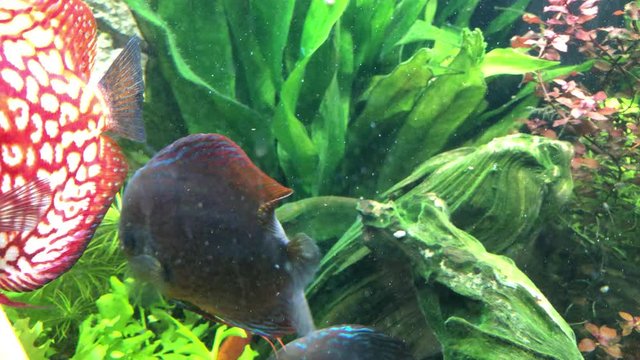 Das soziale Verhalten von Diskusfischen im Aquarium.