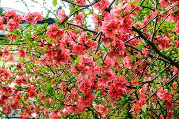 Blossoming Chaenomeles (flowering quince, Japanese quince), a genus of spiny shrubs, native to eastern Asia in Japan, China and Korea