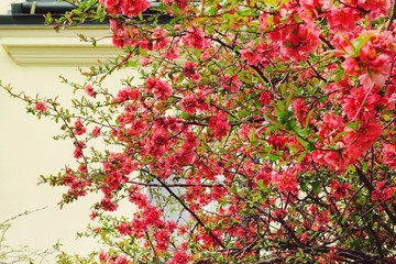 Blossoming Chaenomeles (flowering quince, Japanese quince), a genus of spiny shrubs, native to eastern Asia in Japan, China and Korea