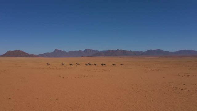 Aerial tracking shot of oryx herd running in the desert in Namibia