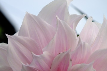 macro image of petals a light purple pink chrysanthemum dahlia on a green background