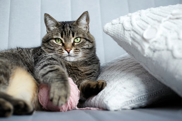 adult cat lies on its side on the sofa with a ball of wool in an embrace next to the pillows