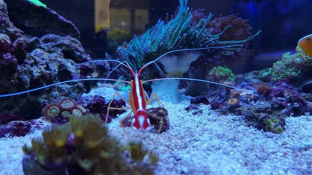 4K video of Skunk cleaner shrimp - (Lysmata amboinensis)
