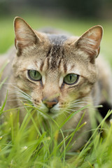 gato al acecho entre hierba