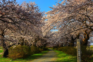 春の展勝地　桜並木
