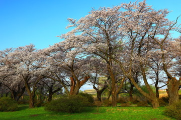 春の展勝地　桜並木