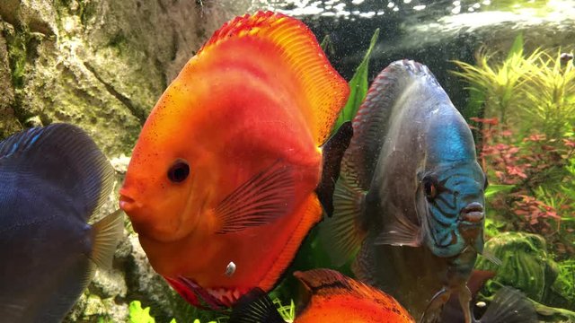 Das soziale Verhalten von Diskusfischen im Aquarium.
