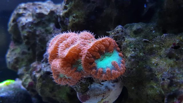 4k Video of Red Blastomussa LPS coral 
