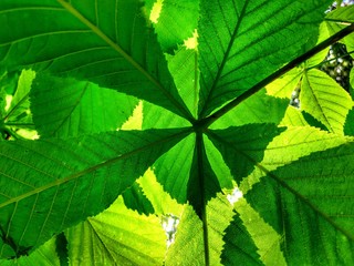 green leaves background