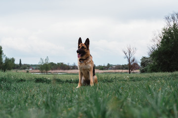 Naklejka premium The dog is sitting in a green clearing. German shepherd sitting in nature and smiling. The dog is waiting for the game to start.