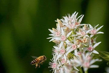 Bee feeding on Jade flower Top and side view flying to Jade.