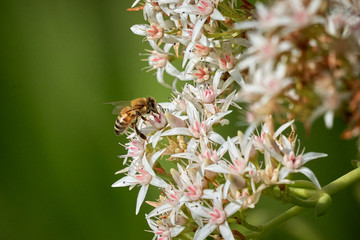 Bee feeding on Jade flower Top and side view flying to Jade.