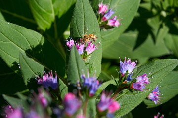 Purple Flowers_Bee_eating Top View