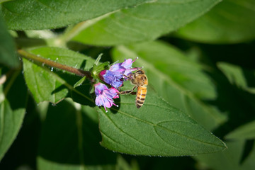 Purple Flowers_Bee_eating Top View